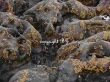 stones formed by the sea