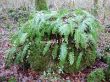 "hairy" stone