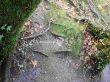 deep roots