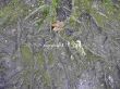 deep roots