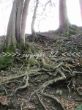 deep roots